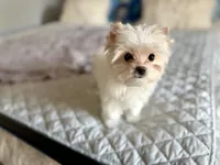 Astrid , a female Yorkshire Terrier for sale in Danville, CA – 2 of 7