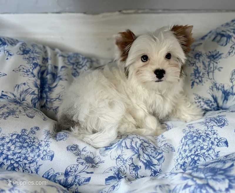 Boris  – Yorkshire Terrier puppy for sale in Danville, CA