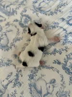 Havel, a female Yorkshire Terrier for sale in Danville, CA – 7 of 7