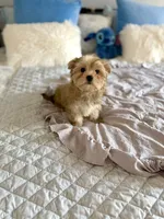 Sawyer , a female Yorkshire Terrier for sale in Danville, CA – 4 of 6