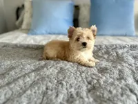 Auri, a female Yorkshire Terrier for sale in Danville, CA – 3 of 7