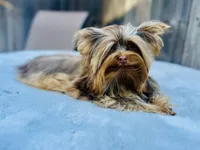 Hot chocolate , a male Yorkshire Terrier for sale in Danville, CA – 5 of 10
