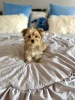 Sawyer , a female Yorkshire Terrier for sale in Danville, CA – 5 of 6