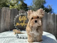 Xena, a female Yorkshire Terrier for sale in Danville, CA – Photo 4 of 6