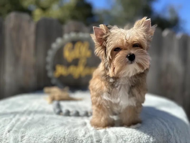 Xena – Yorkshire Terrier puppy for sale in Danville, CA