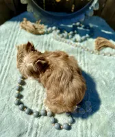 Xena, a female Yorkshire Terrier for sale in Danville, CA – Photo 6 of 6