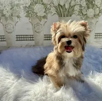 Xena, a female Yorkshire Terrier for sale in Danville, CA – Photo 4 of 10