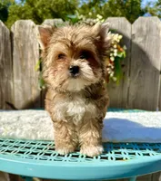 Xena, a female Yorkshire Terrier for sale in Danville, CA – Photo 4 of 6