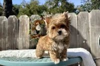 Xena, a female Yorkshire Terrier for sale in Danville, CA – Photo 3 of 6