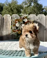 Xena, a female Yorkshire Terrier for sale in Danville, CA – Photo 6 of 6