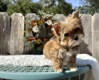 Xena, a female Yorkshire Terrier for sale in Danville, CA – Photo 5 of 6
