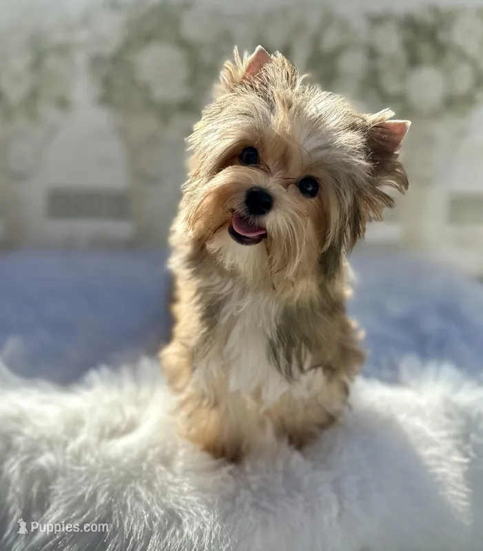 Xena, a female Yorkshire Terrier for sale in Danville, CA – Photo 1 of 10