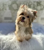 Xena, a female Yorkshire Terrier for sale in Danville, CA – Photo 1 of 10