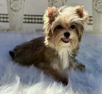 Xena, a female Yorkshire Terrier for sale in Danville, CA – Photo 2 of 10