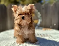 Xena, a female Yorkshire Terrier for sale in Danville, CA – Photo 3 of 6