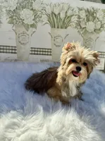 Xena, a female Yorkshire Terrier for sale in Danville, CA – Photo 3 of 10