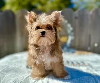 Xena, a female Yorkshire Terrier for sale in Danville, CA – Photo 2 of 6