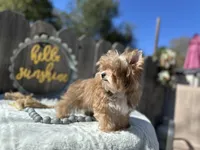 Xena, a female Yorkshire Terrier for sale in Danville, CA – Photo 5 of 6