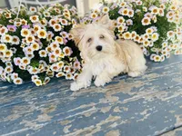 Auri, a female Yorkshire Terrier for sale in Danville, CA – 4 of 6