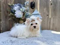 Comet, a male Yorkshire Terrier for sale in Danville, CA – 9 of 10