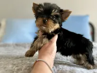 Fig, a male Yorkshire Terrier for sale in Danville, CA – 2 of 4