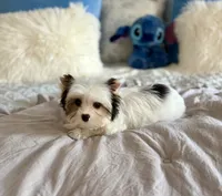 Havel, a female Yorkshire Terrier for sale in Danville, CA – 5 of 7
