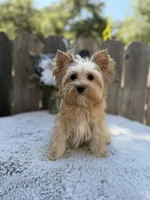 REDUCED Bullion, a male Yorkshire Terrier for sale in Danville, CA – 3 of 7