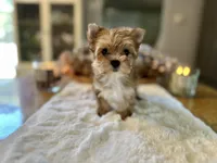 Jingle, a female Yorkshire Terrier for sale in Danville, CA – Photo 6 of 8