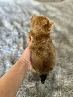 Jingle, a female Yorkshire Terrier for sale in Danville, CA – Photo 7 of 8