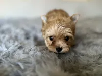 Jingle, a female Yorkshire Terrier for sale in Danville, CA – Photo 3 of 8