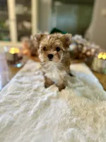 Jingle, a female Yorkshire Terrier for sale in Danville, CA – Photo 4 of 8