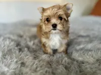 Jingle, a female Yorkshire Terrier for sale in Danville, CA – Photo 5 of 8