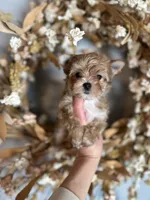 Jingle, a female Yorkshire Terrier for sale in Danville, CA – Photo 1 of 8