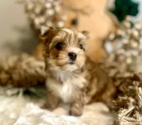 Jingle, a female Yorkshire Terrier for sale in Danville, CA – Photo 2 of 8