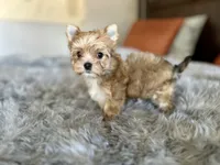 Jingle, a female Yorkshire Terrier for sale in Danville, CA – Photo 8 of 8