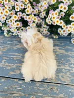 Auri, a female Yorkshire Terrier for sale in Danville, CA – 5 of 6