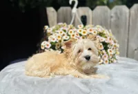 Auri, a female Yorkshire Terrier for sale in Danville, CA – 1 of 6