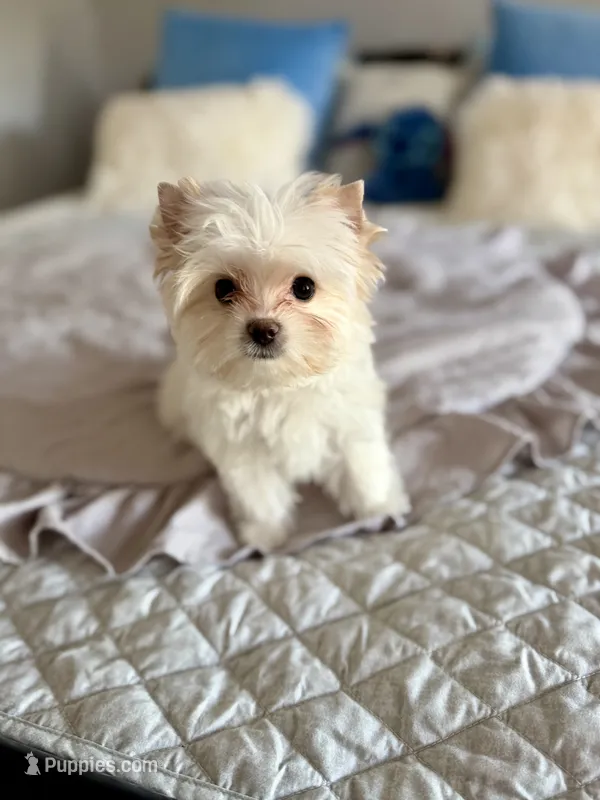 Astrid  – Yorkshire Terrier puppy for sale in Danville, CA