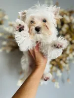 Comet, a male Yorkshire Terrier for sale in Danville, CA – 6 of 9