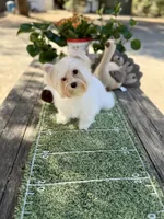 Comet , a male Yorkshire Terrier for sale in Danville, CA – 6 of 10