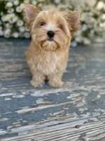 Bullion, a male Yorkshire Terrier for sale in Danville, CA – 6 of 7
