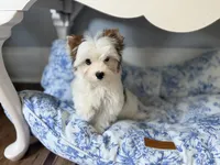 Boris , a male Yorkshire Terrier for sale in Danville, CA – 8 of 8