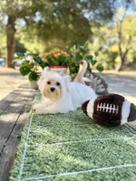 Comet , a male Yorkshire Terrier for sale in Danville, CA – 3 of 10