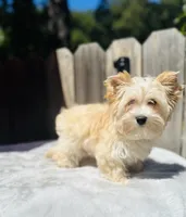 Auri, a female Yorkshire Terrier for sale in Danville, CA – 2 of 6