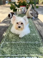Comet , a male Yorkshire Terrier for sale in Danville, CA – 7 of 10