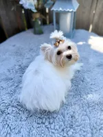 Comet, a male Yorkshire Terrier for sale in Danville, CA – 2 of 10