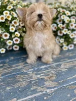 Bullion, a male Yorkshire Terrier for sale in Danville, CA – 1 of 7