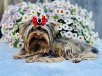 Hot chocolate , a male Yorkshire Terrier for sale in Danville, CA – 3 of 10