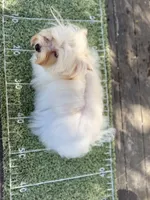 Comet , a male Yorkshire Terrier for sale in Danville, CA – 8 of 10
