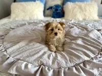 Sawyer , a female Yorkshire Terrier for sale in Danville, CA – 2 of 6